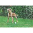 Rosewood Jolly Doggy Catch & Play Tennis Ball For Sale