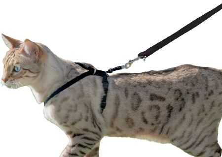 Cat Harness with Leash Online now