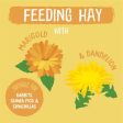 Burgess Excel Dandelion and Marigold Feeding Hay Herbage 1kg Online