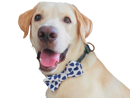 Dog Bow Tie Discount